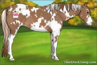 Horse Color:White Spotted Chestnut Sabino 
