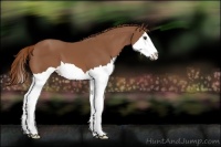 Horse Color:Chestnut Splash 