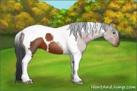 Horse Color:Brown Tobiano 