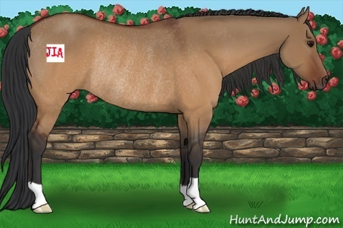 Horse Color:Brown Dun Rabicano 