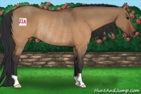 Horse Color:Brown Dun Rabicano
