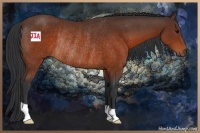 Horse Color:Brown Rabicano 