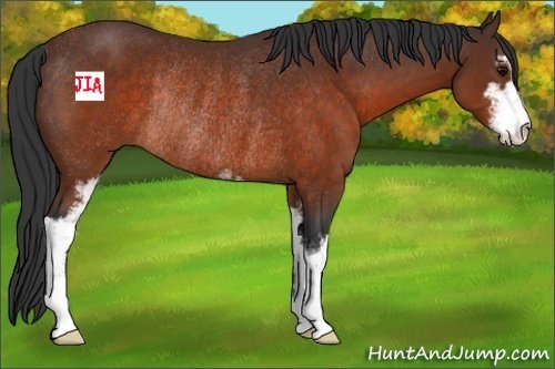 Horse Color:Brown Sabino Rabicano