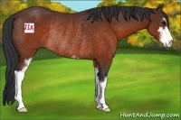 Horse Color:Brown Sabino Rabicano 