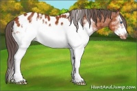 Horse Color:White Spotted Bay Splash Frame Appaloosa