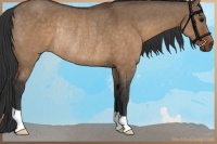 Horse Color:Brown Dun Rabicano 