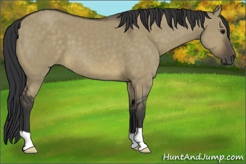 Horse Color:Buckskin Dun