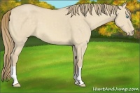 Horse Color:Perlino Dun