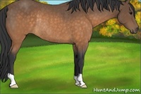 Horse Color:Buckskin Rabicano