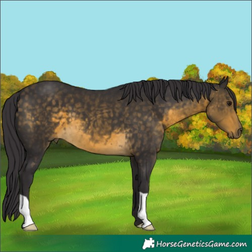 Horse Color:Buckskin 