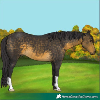 Horse Color:Buckskin 