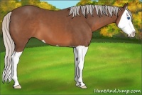 Horse Color:Silver Brown Splash 