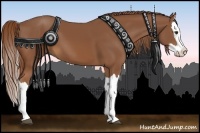 Horse Color:Chestnut Splash 