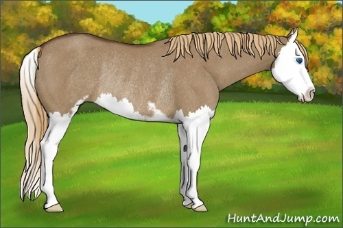 Horse Color:Liver Red Dun Sabino Splash Rabicano