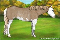 Horse Color:Liver Red Dun Sabino Splash Rabicano