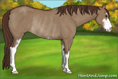 Horse Color:Liver Red Dun Sabino Rabicano