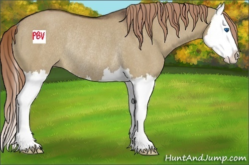Horse Color:Liver Red Dun Sabino Splash Rabicano