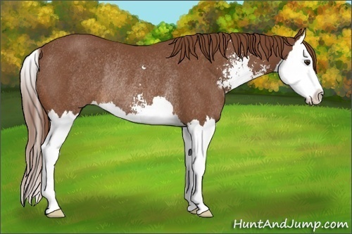 Horse Color:Chestnut Sabino Splash Rabicano 