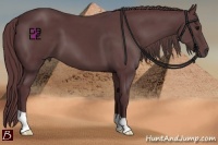 Horse Color:Chocolate Black