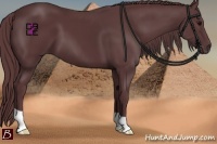 Horse Color:Chocolate Black