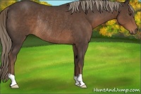 Horse Color:Liver Chestnut Rabicano