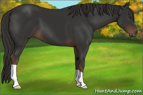Horse Color:Liver Chestnut 