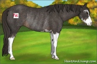 Horse Color:Liver Chestnut Sabino Rabicano 
