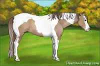 Horse Color:Black Pearl Sabino Splash Tobiano Rabicano 
