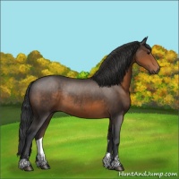 Horse Color:Brown Sabino Rabicano 