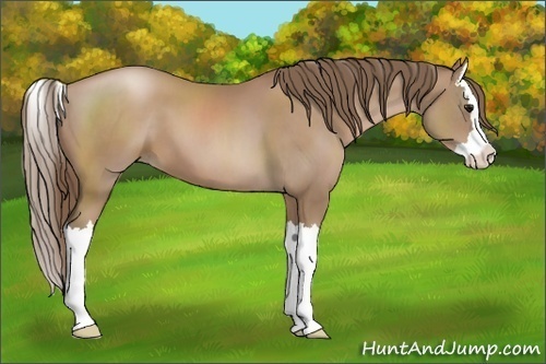 Horse Color:Black Pearl Sabino Splash