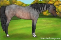 Horse Color:Brown Roan Sabino Rabicano 