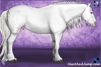 Horse Color:White Spotted Silver Bay Appaloosa 