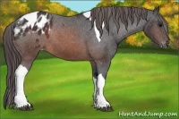 Horse Color:Brown Tobiano Appaloosa