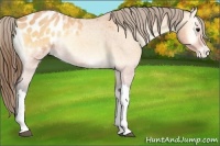 Horse Color:Buckskin Roan Onyx Blanket 