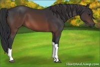 Horse Color:Brown 