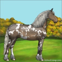 Horse Color:White Spotted Liver Chestnut