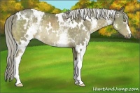 Horse Color:White Spotted Chocolate Palomino Rabicano