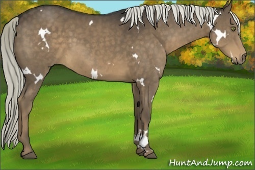 Horse Color:White Spotted Liver Chestnut 