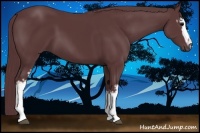 Horse Color:White Spotted Chocolate Black 