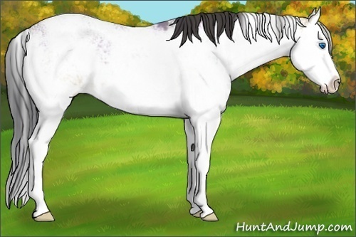 Horse Color:Buckskin Dun Sabino Splash