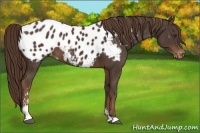 Horse Color:Liver Chestnut Sabino Blanket