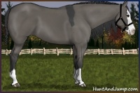 Horse Color:Grullo Sabino Splash