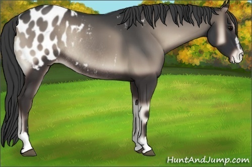 Horse Color:Blue Onyx Sabino Blanket Rabicano
