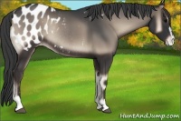 Horse Color:Blue Onyx Sabino Blanket Rabicano