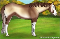 Horse Color:Red Onyx Sabino Splash 