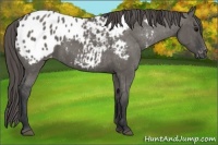 Horse Color:Grullo Appaloosa 