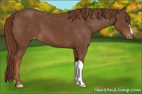 Horse Color:Chestnut Appaloosa 