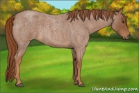 Horse Color:Red Roan 