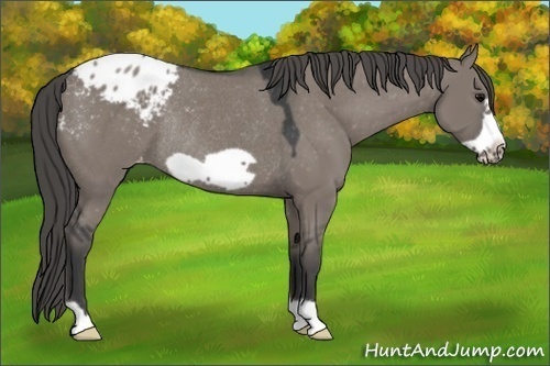 Horse Color:Grullo Frame Appaloosa Rabicano 