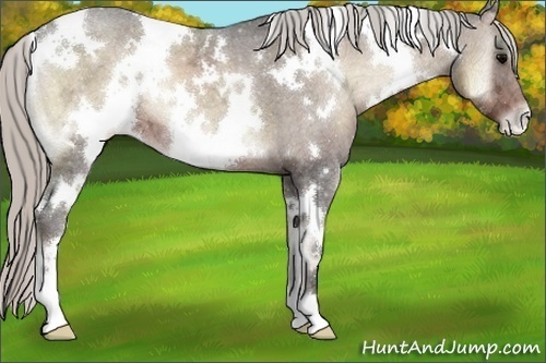 Horse Color:White Spotted Silver Blue Onyx Ice Varnish